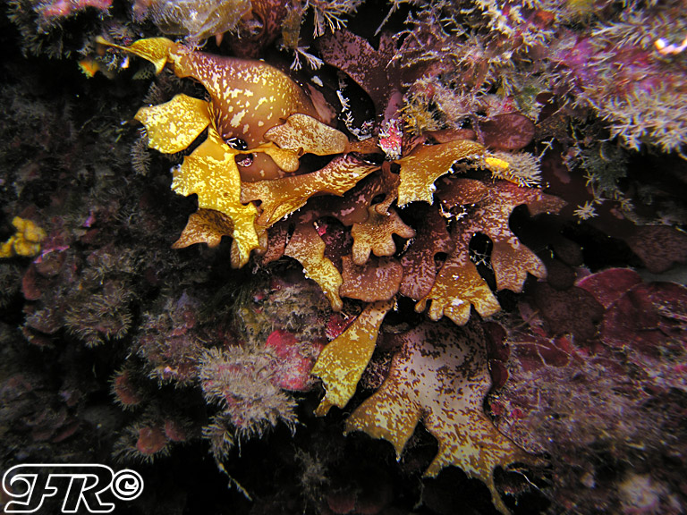 Sebdenia monardiana?